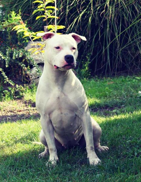 Star Ocean Cosmic Girl | American Staffordshire Terrier 