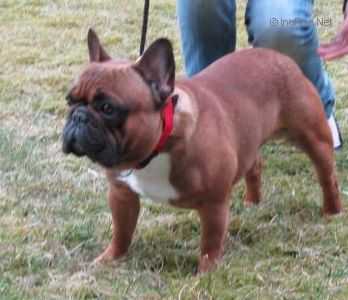 Iris Ortan Nais | French Bulldog 