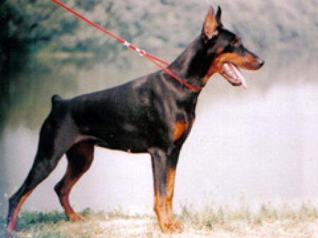 Guna v. Franckenhorst | Black Doberman Pinscher