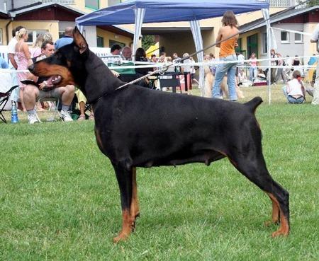 Anaconda Akagera | Black Doberman Pinscher