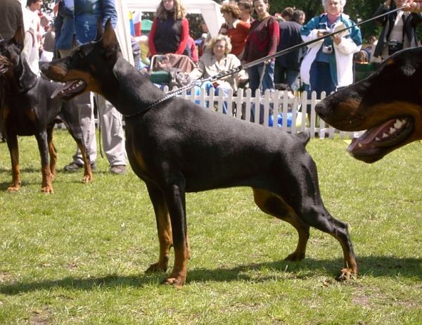 Charisma Akagera | Black Doberman Pinscher