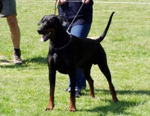 Nero Noran v.d. Dobermann-Borgh | Black Doberman Pinscher