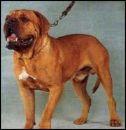 Butcher the Red Powerpack | Dogue de Bordeaux 