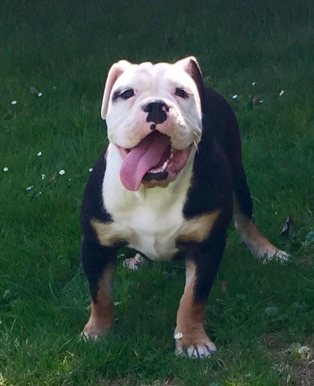 BELRY'S Karma | Olde English Bulldogge 