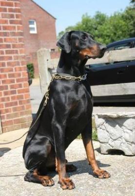 Prince (NHSB 2467061) | Black Doberman Pinscher