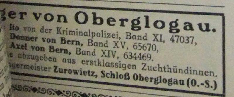 Axel von Bern | German Shepherd Dog 