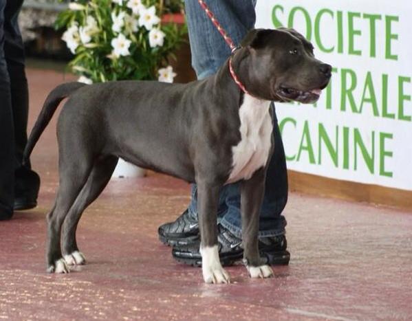 Have a nice day de Lady Siska | American Staffordshire Terrier 