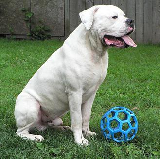 Uncle Cracker (OWE) | American Bulldog 