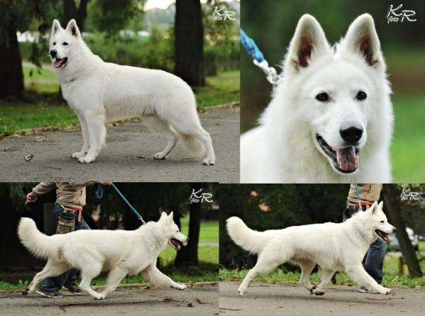 CHARON z Blatenských luk | White Swiss Shepherd Dog 