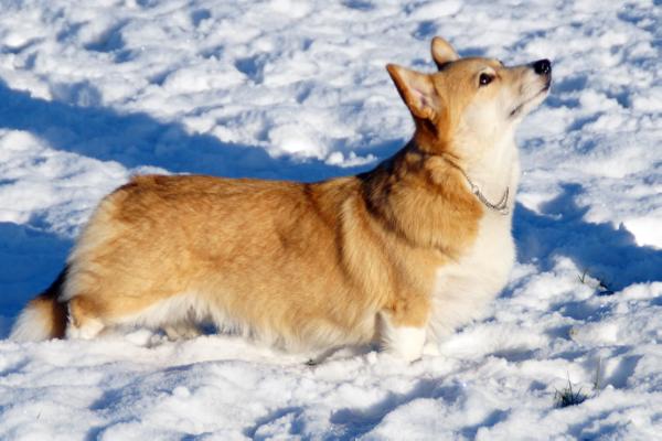 Annline's U Rock To My Heart | Pembroke Welsh Corgi 