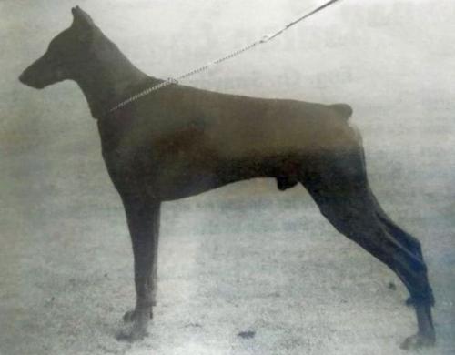 Graaf Xator v. Neêrlands Stam | Black Doberman Pinscher