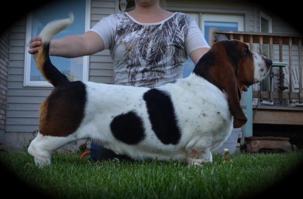 Maple Street Hershey's Hugs | Basset Hound 