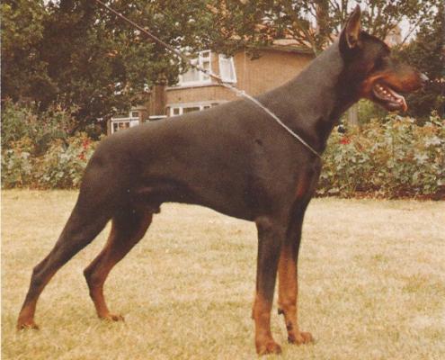 Graaf Forto v. Neerlands Stam (NHSB 1785283) | Black Doberman Pinscher