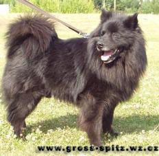 CLEO VLCINA CS | German Spitz 