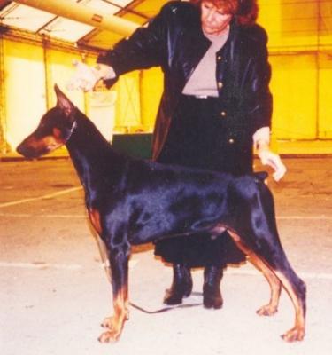 Winston v. Franckenhorst | Black Doberman Pinscher