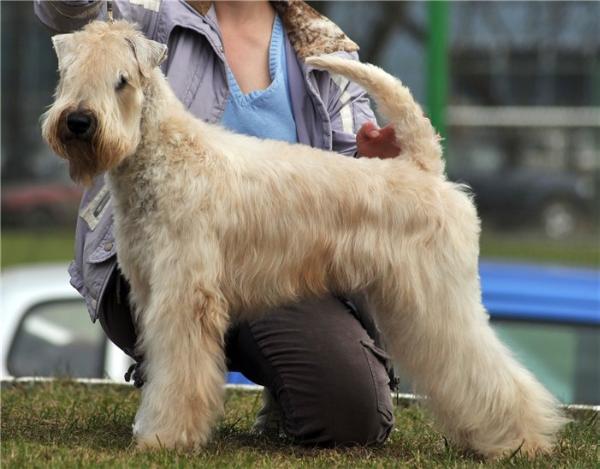 Franko Valada's Evlampia Romanovna | Soft Coated Wheaten Terrier 
