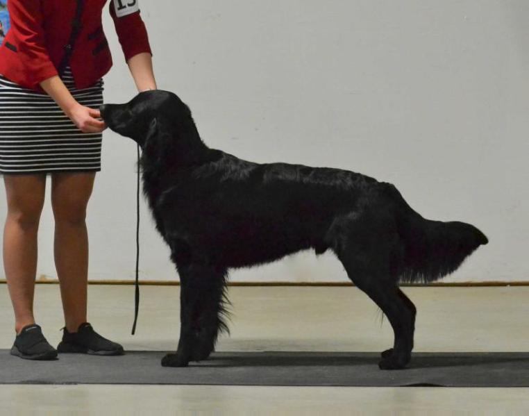 Wyreriver's Charles Parker Invincible | Flat-Coated Retriever 