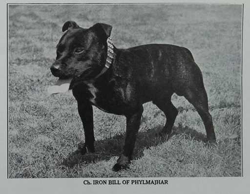 Iron Bill Of Phylmajhar | Staffordshire Bull Terrier 