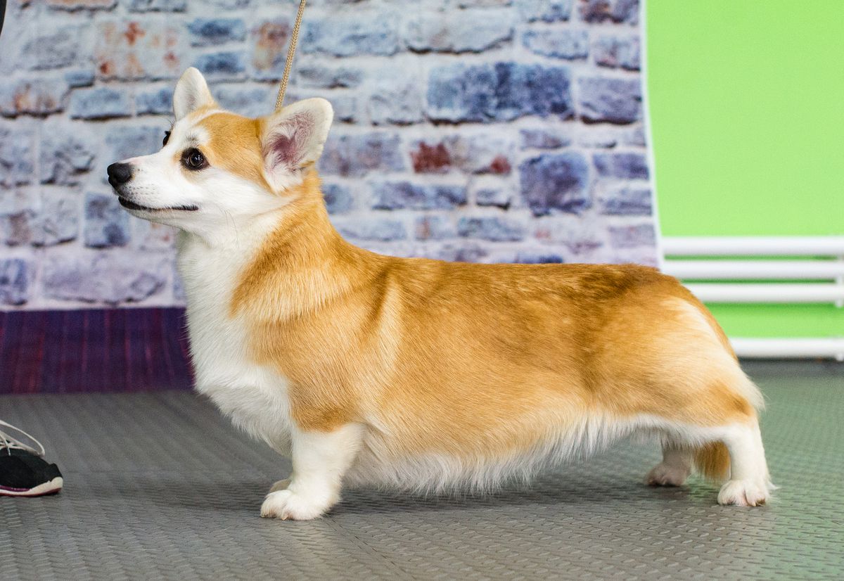 ?istycor Wich Upon A Star | Pembroke Welsh Corgi 