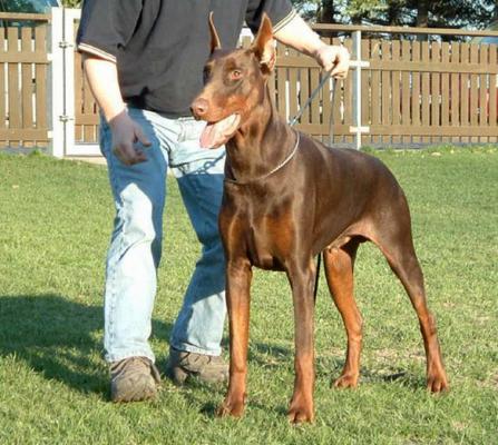 Alfa v. Bismarck | Brown Doberman Pinscher