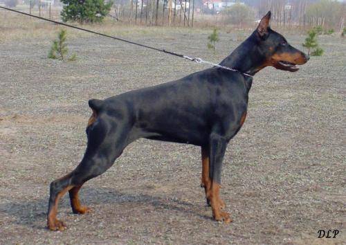 Cartagina Bene Meritus | Black Doberman Pinscher