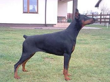 Dharma Bene Meritus | Black Doberman Pinscher