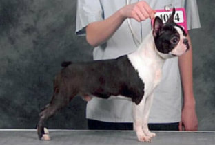 Rodonna N Waidan's Trump That | Boston Terrier 