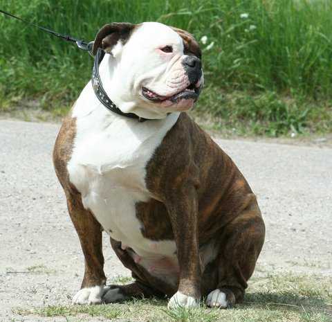 Ostergaards Missy | Olde English Bulldogge 