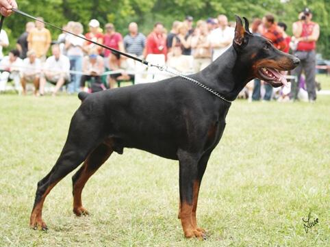 Fabriano Bene Meritus | Black Doberman Pinscher