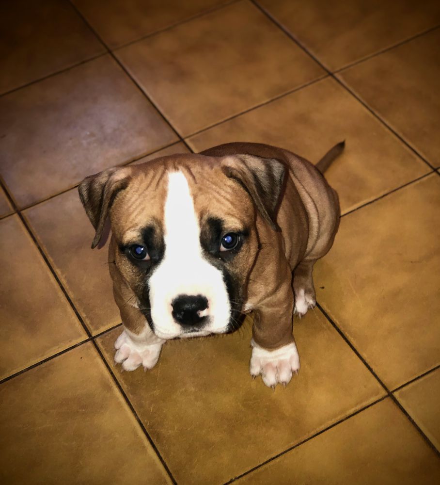 Wings of Pride HEART OF DARKNESS | American Staffordshire Terrier 