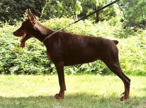 Herta Bene Meritus | Brown Doberman Pinscher