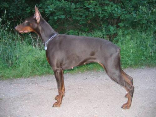 Haga Bene Meritus | Brown Doberman Pinscher