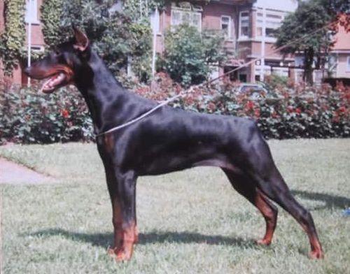 Gravin Happy v. Neerlands Stam (NHSB 1796707) | Black Doberman Pinscher