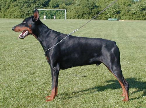 Athlet v. Monte Christo | Black Doberman Pinscher