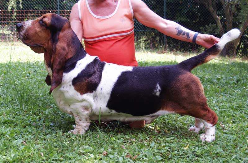 FRANBAR'S HOLD MY BRETH | Basset Hound 