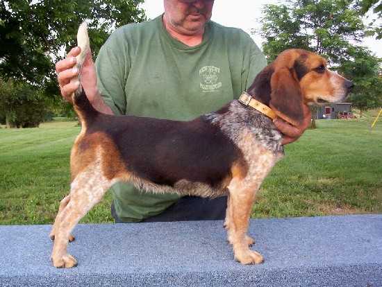 Scrogham's Blue Mauldy | Beagle 