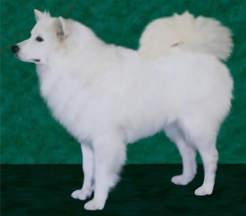 Whitepine-Brook's Icy Powder | American Eskimo Dog 