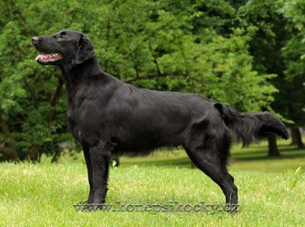 DIESEL Oasis of Peace | Flat-Coated Retriever 