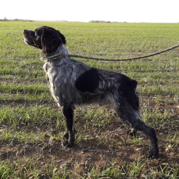 Venti Navitas RAIDEN | Brittany 