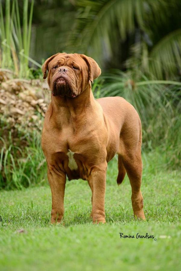 Hossa Los Picasos | Dogue de Bordeaux 
