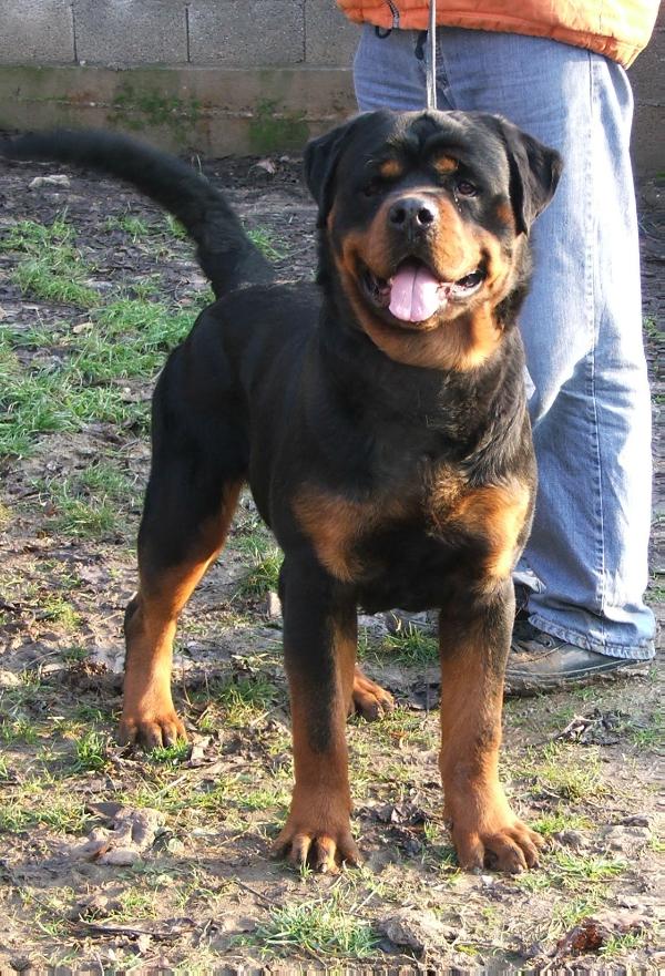 milan's  tacco haus of lazic | Rottweiler 