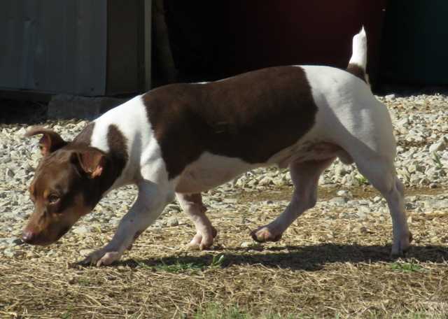 Aspen's Sneaky Pete | Teddy Roosevelt Terrier 