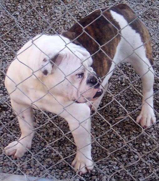 BuffaloCreek's OutLaw Josie of Outlaw's | Olde English Bulldogge 