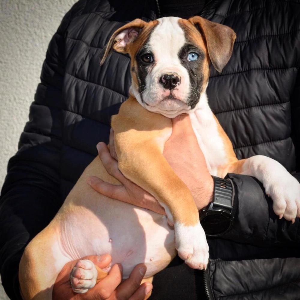 GADIRBULLS ROLEX | American Bulldog 