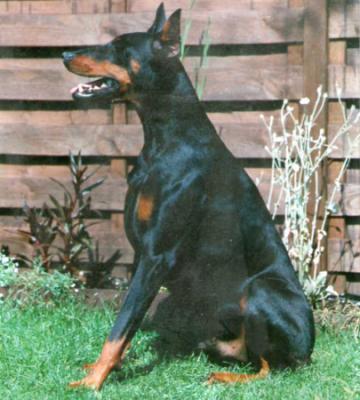 Irmin Dobry du Bois de Liers | Black Doberman Pinscher