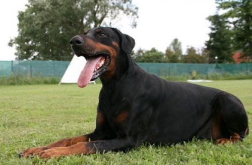 Alamo v. Eichkamp | Black Doberman Pinscher