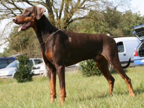 Alcatraz v. Eichkamp | Brown Doberman Pinscher