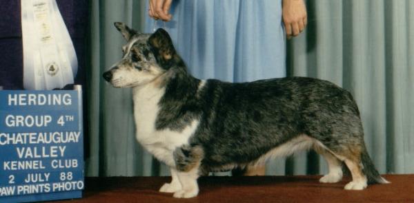 Aragorn's Out of the Blue | Cardigan Welsh Corgi 