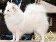 PAULASPOLAR CANT TOUCH THIS | American Eskimo Dog 