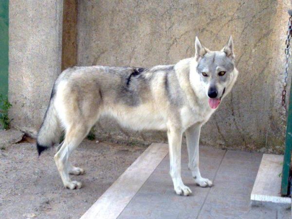 Queens colle del lupo | Czechoslovakian Wolfdog 